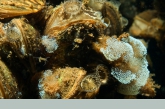 Vorticella on zebra mussels