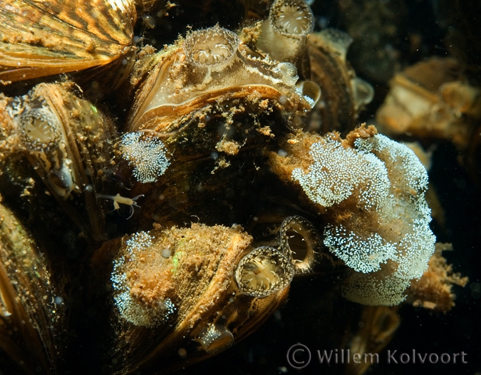 Klokdiertjes ( Vorticella spec.) tussen de driehoeksmossels.