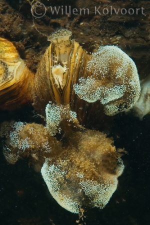 Klokdiertjes ( Vorticella spec.) tussen de driehoeksmossels.