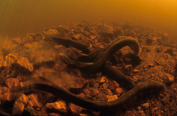 Paaiende rivierprikken ( Lampetra fluviatilis )