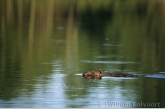 Beaver