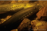 River lampreys ( Lampetra fluviatilis ) close up