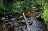 Habitat of the river pearlmussel ( Margaritifera margaritifera )