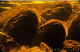 River pearlmussels ( Margaritifera margaritifera )