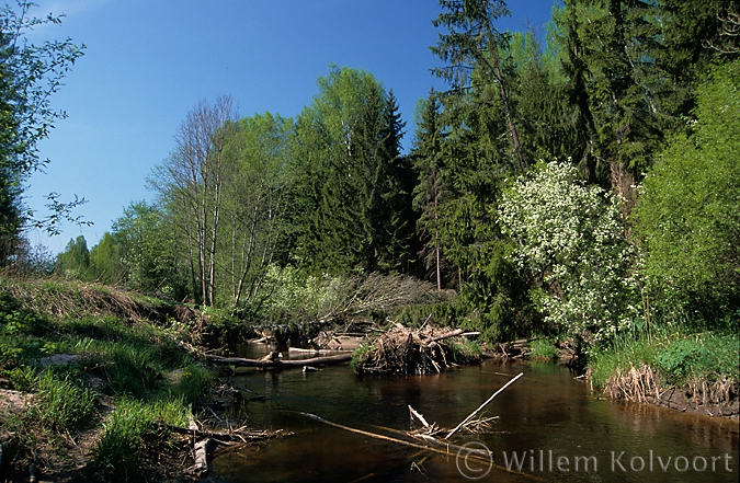 Lamprey-river, the Kauguri-canal