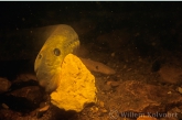 Riverlamprey ( Lampetra fluviatilis ) dragging a stone