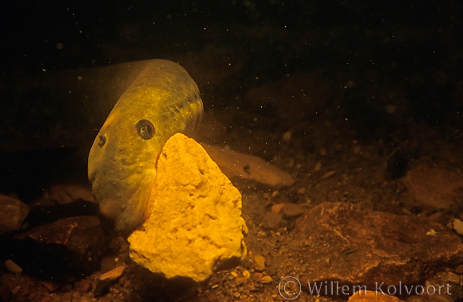 Riverlamprey ( Lampetra fluviatilis ) dragging a stone