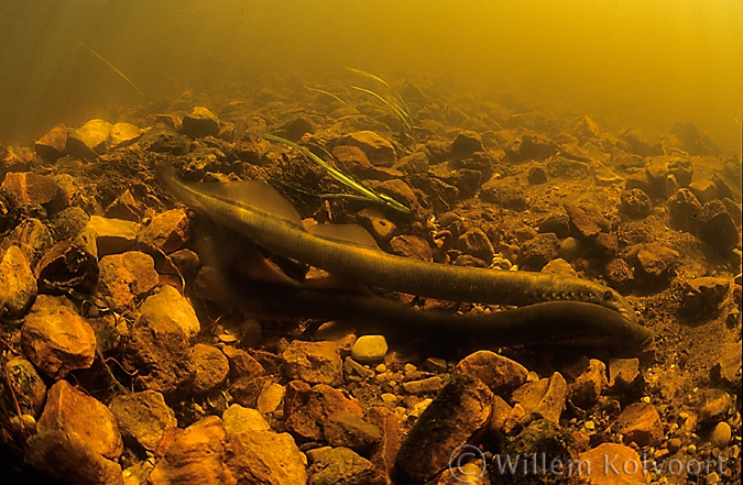 Riverlamprey ( Lampetra fluviatilis )