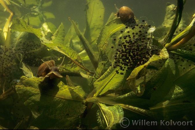 Gewone poelslakken ( Lymnaea stagnalis ).
