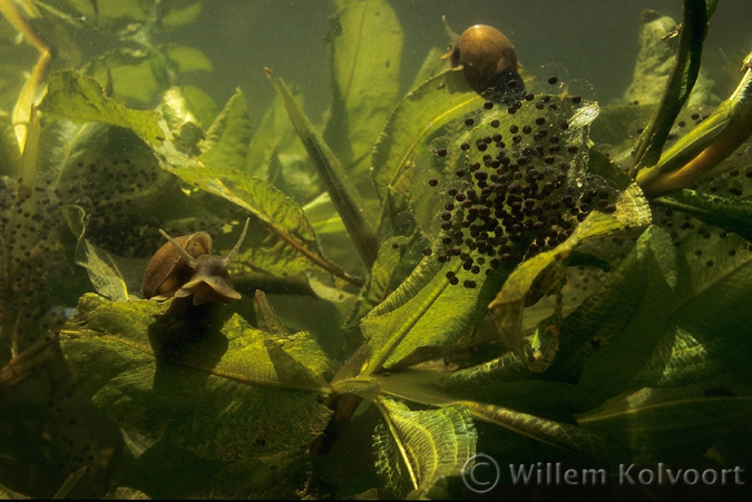 Geat pond snails ( Lymnaea stagnalis ) with eggs of the edible frog ( Rana esculenta )