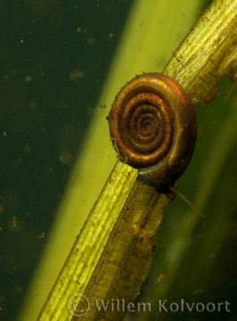 Anisus leucostoma