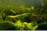 Ramshorn snail ( Planorbus corneus ) on yellow water-lily