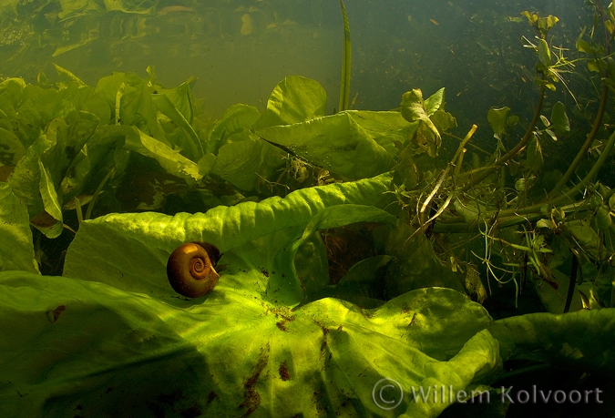 Ramshorn snail ( Planorbus corneus ) on yellow water-lily