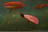 Great pond snail ( Lymnaea stagnalis )  on white water-lily