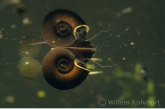 Ramshorn snail (Planorbis corneus ) breathing