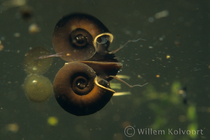 Ramshorn snail (Planorbis corneus ) breathing