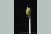 Amber snail (Succinea putris )