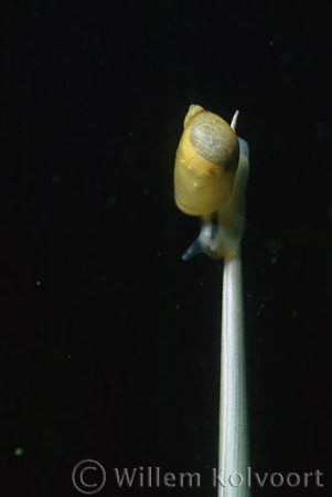 Amber snail (Succinea putris )