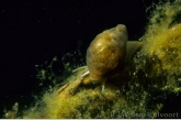 Bladder snail (Physa fontinalis )