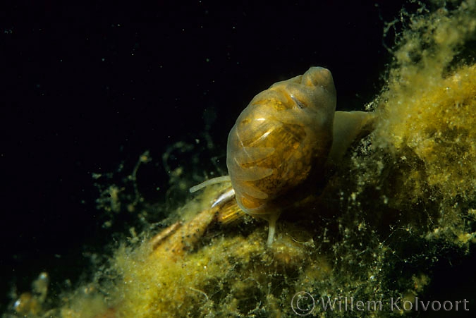 Bladder snail (Physa fontinalis )