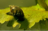 Bronblaashorenslak ( Physa fontinalis ).