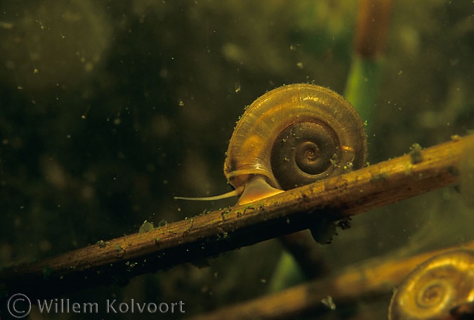 Gekielde schijfhorenslak ( Planorbis carinatus ).