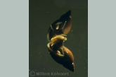 Marsh snail ( Lymnaea palustris )