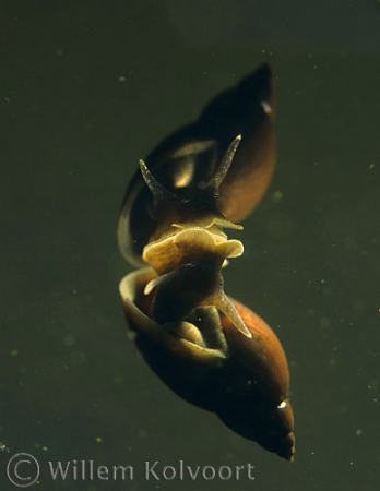 Marsh snail ( Lymnaea palustris )