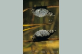 Moeraspoelslak ( Lymnaea palustris ) met spiegelbeeld.