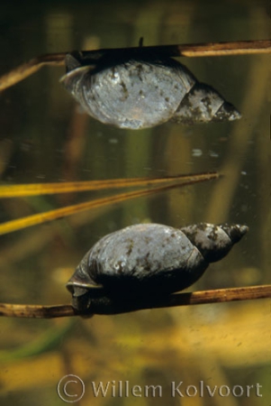 Moeraspoelslak ( Lymnaea palustris ) met spiegelbeeld.