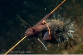 Ramshorn snail (Planorbis corneus ) with ciliates ?