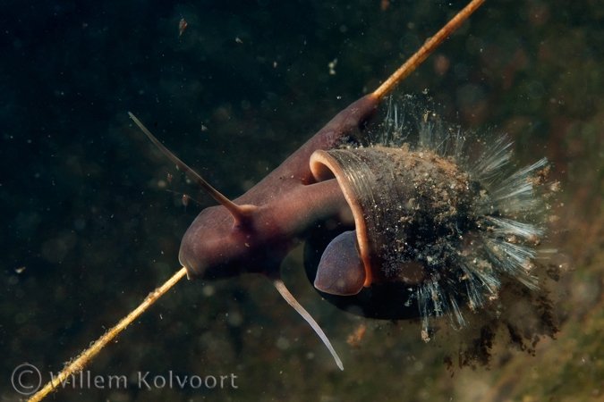 Posthorenslak ( Planorbis corneus ). 