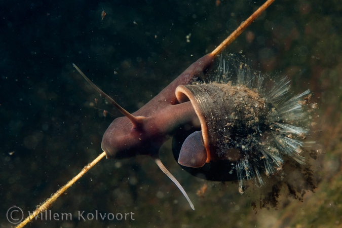 Ramshorn snail (Planorbis corneus ) with ciliates ?