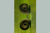 Ramshorn snail (Planorbis corneus )