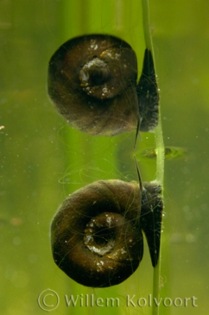 Ramshorn snail (Planorbis corneus )