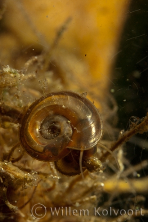 Planorbis carinatus 