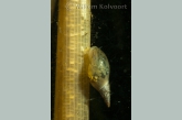 Great pond snail ( Lymnaea stagnalis )