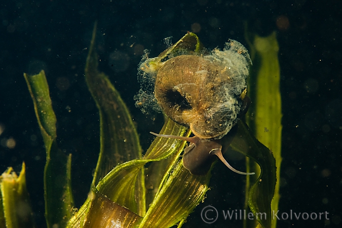 Ramshorn snail (Planorbis corneus ) with ciliates ?