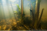 Great pond snail ( Lymnaea stagnalis ) 