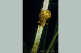 Ear snail ( Lymnaea auricularia )