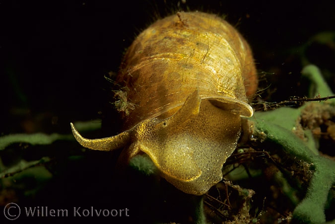 Oorvormige poelslak ( Lymnaea auricularia ).