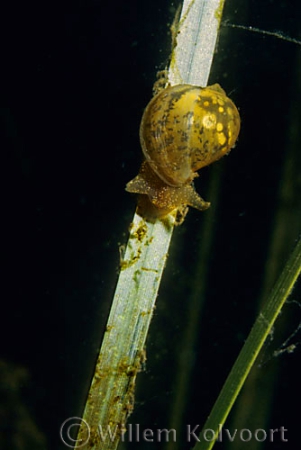 Ear snail ( Lymnaea auricularia )