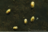 Lake limpet ( Acroloxus lacustris )