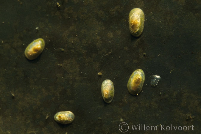 Lake limpet ( Acroloxus lacustris )