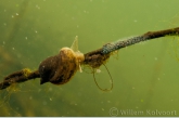Oorvormige poelslak ( Lymnaea auricularia ).