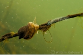 Ear snail ( Lymnaea auricularia )