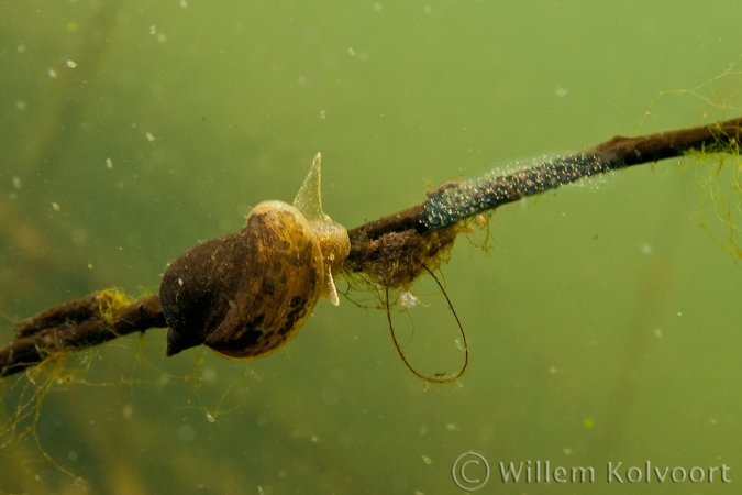 Ear snail ( Lymnaea auricularia )