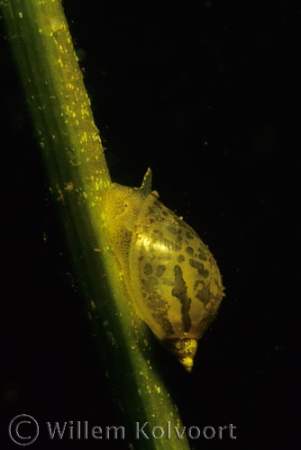 Lymnaea ovata