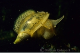 Great pond snail ( Lymnaea stagnalis ) with eggs from another pond snail