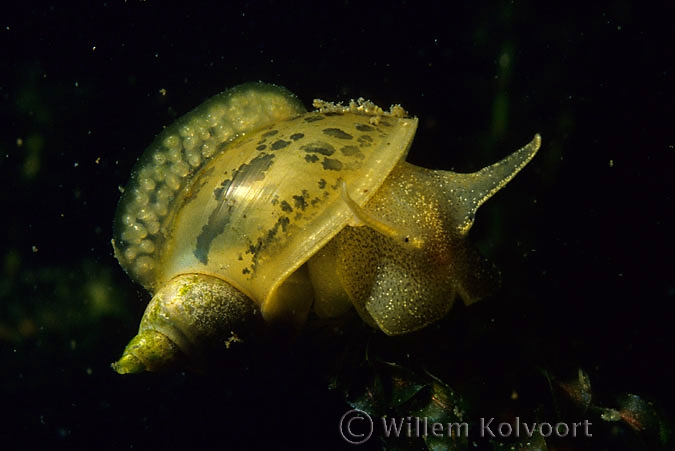 Great pond snail ( Lymnaea stagnalis ) with eggs from another pond snail